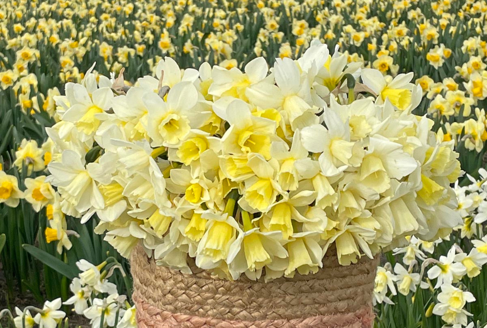 Daffodils in pots