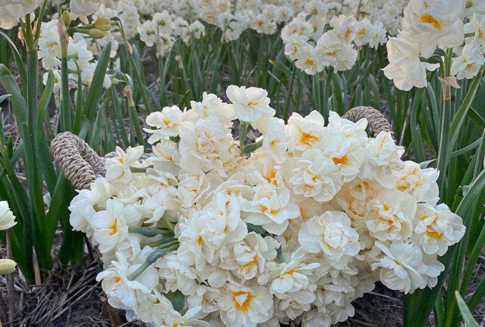 Planting daffodils