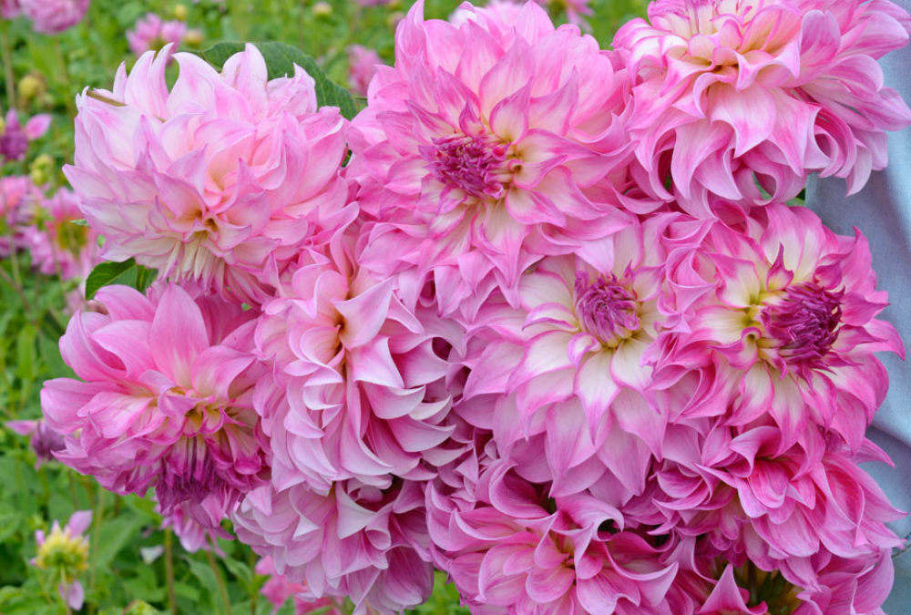 How to store Dahlia tubers through the winter?
