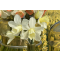 Daffodil vase