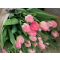 Tulips vases
