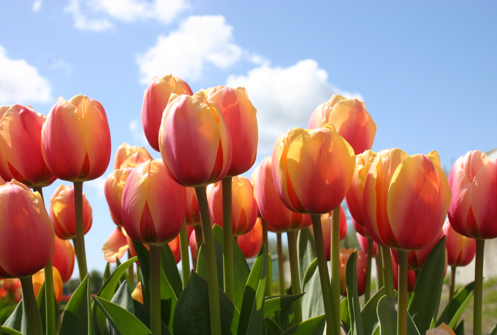 How do I plant tulip bulbs and daffodil bulbs?