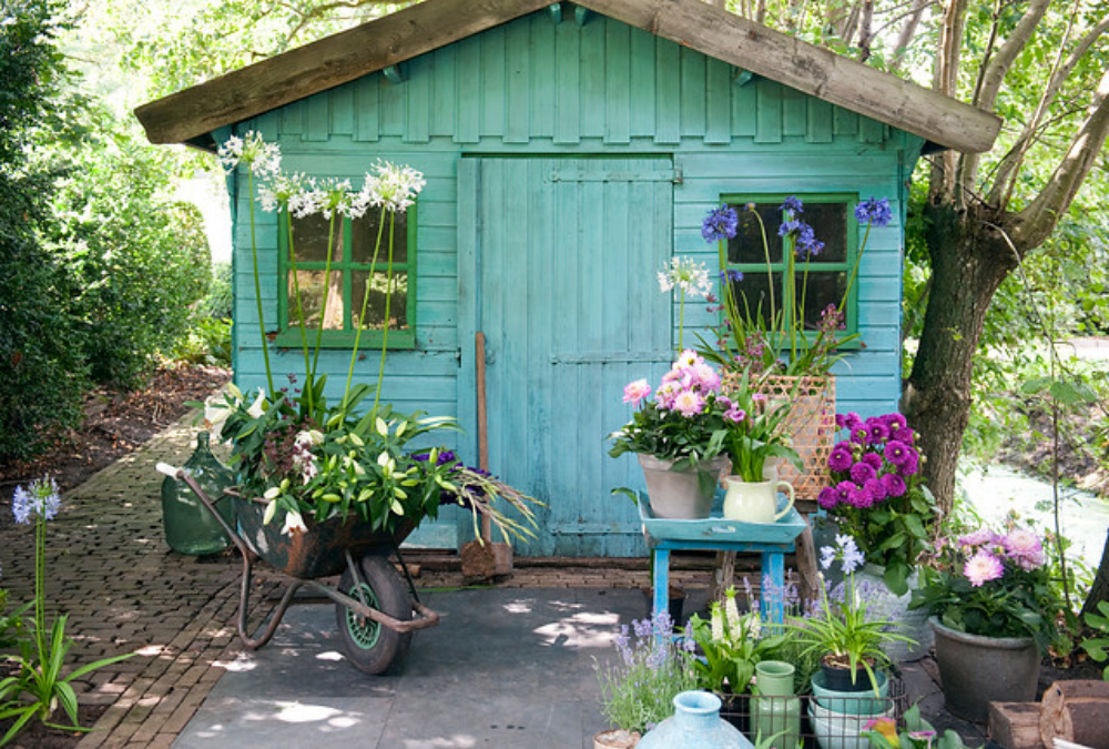 Growing dahlias in pots