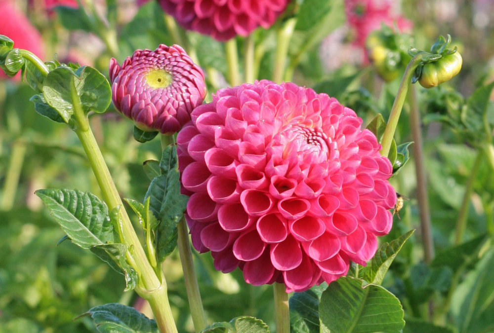 How to top dahlias for more blooms?