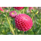 How to top dahlias for more blooms?