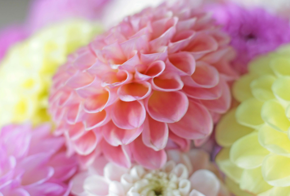 Tips for enjoying dahlias