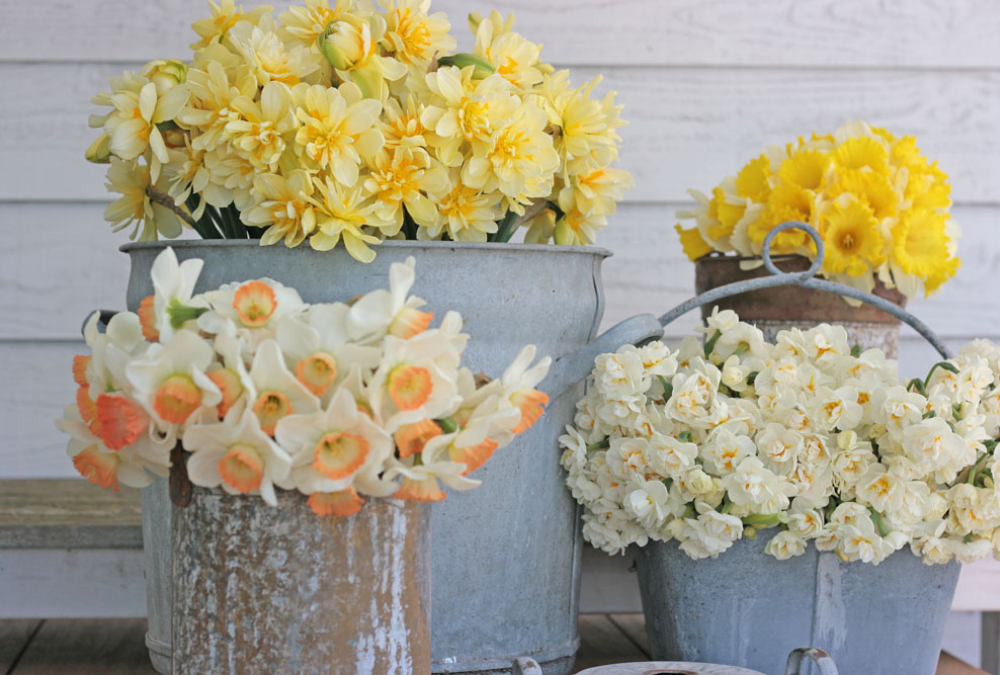 Can I mix daffodils with other flowers in a vase? 