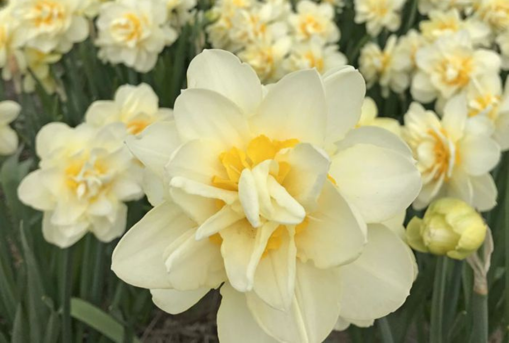 What to do with daffodils after flowering