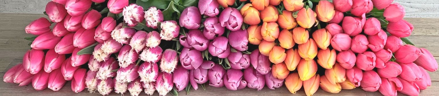 Tulip bulbs Tulip bulbs