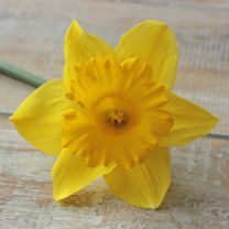 Daffodils Ballade by FAM Flower Farm 
Garden bulbs from Holland 