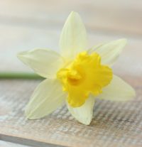 Daffodil Topolino
