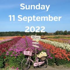 Visit dahlia fields 11 September 2022