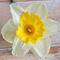 Daffodil Holland Sensation