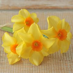 Daffodil Martinette