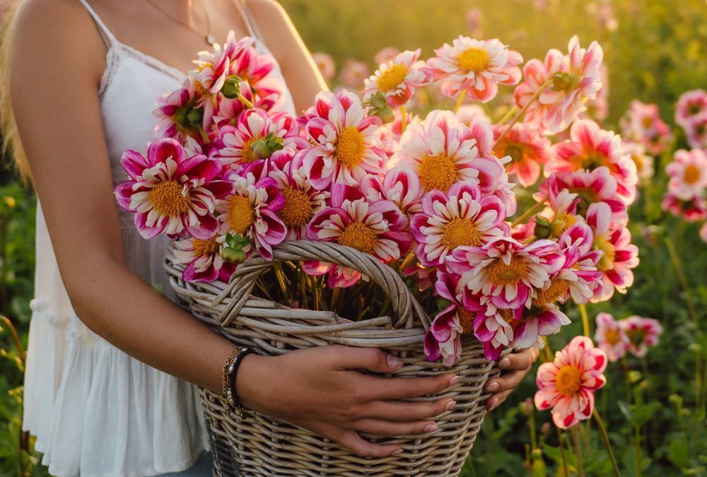 Growing dahlias 