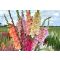 Planting Gladiolus