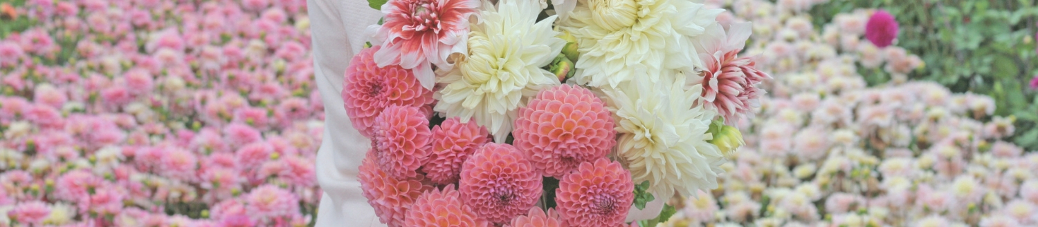 Dahlias Dahlias