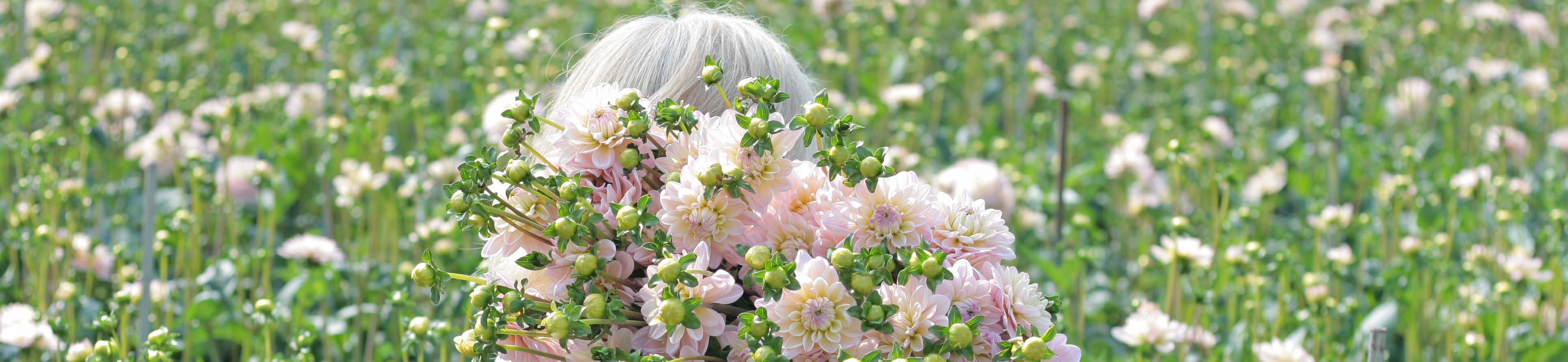 Dahlias Dahlias