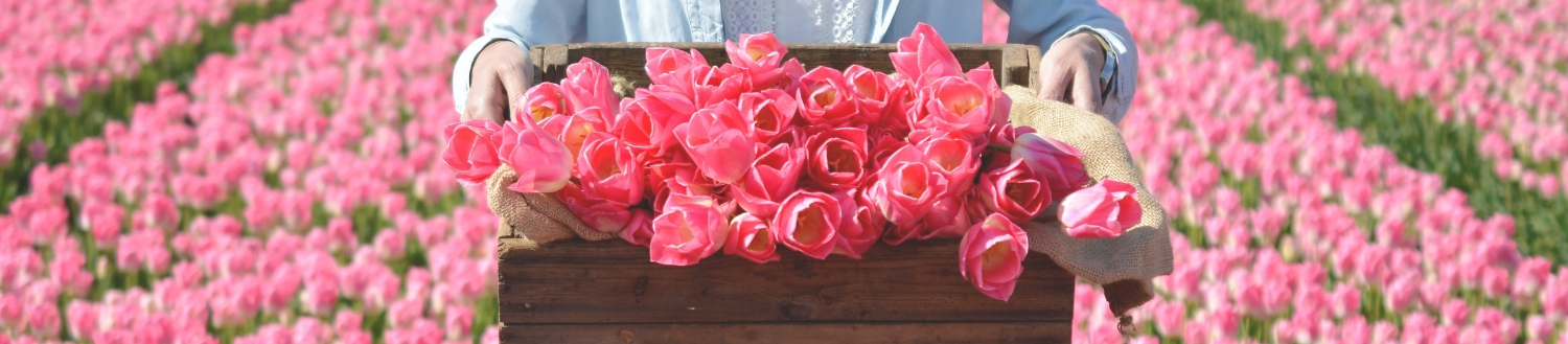 Tulips Tulips