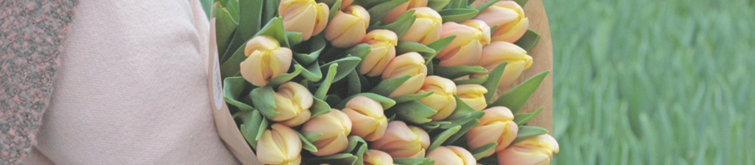 Tulip flowers Tulip flowers