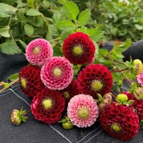 Dahlia Chick A Dee US