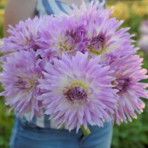 Dahlia Mingus Randy