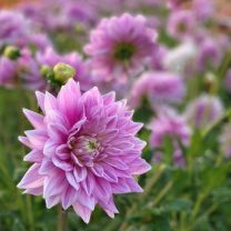 Dahlia Ferncliff Inspration