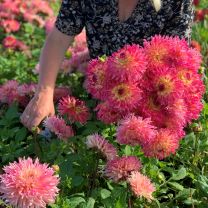 Dahlia Nenekazi
