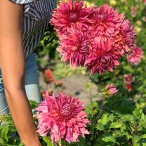 Dahlia Penhill Dark Monarch