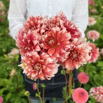 Dahlia Frost Nip