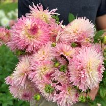 Dahlia Nadia Ruth