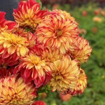 Dahlia Lady Darlene