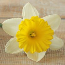 Daffodil Stadium