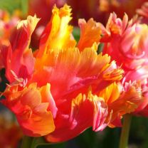 Tulip Amazing Parrot