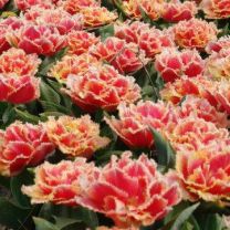 Fringed Tulip Brisbane