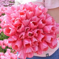 Pink tulip Sissi