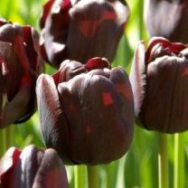 Black tulip Paul Schrerer