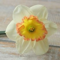 Daffodil Romy