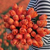 Orange tulip Triple A