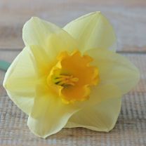 Daffodil Yellow Salome