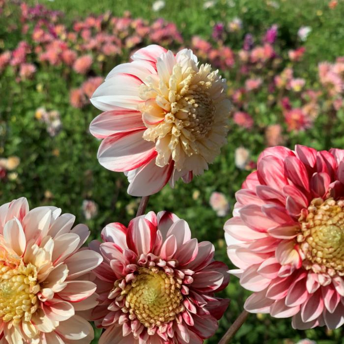 Dahlia Bon Odori, top quality dahlia tubers directly from our farm - FAM  Flower Farm