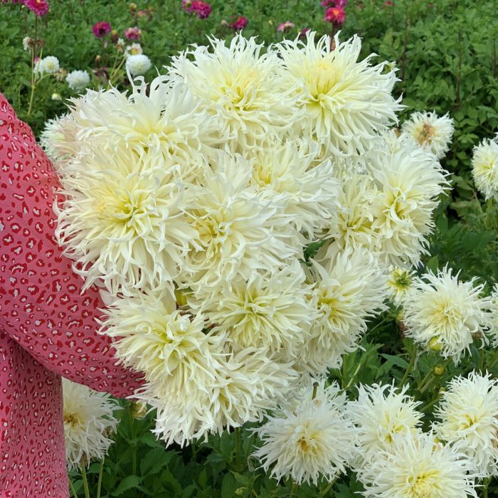 soor ploom■DAHLIA SMOCK■TEA soor ploom Dahlia smock - メルカリ
