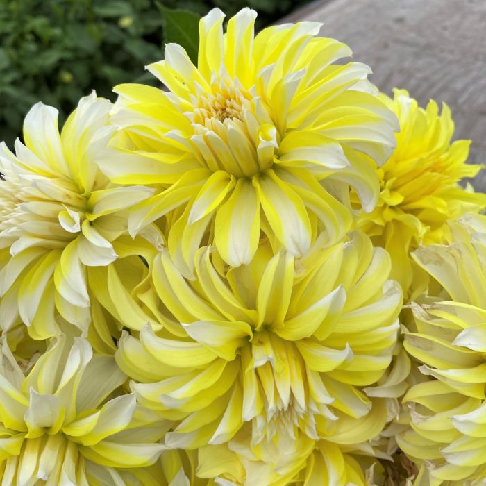 Hollyhill Lemon Ice