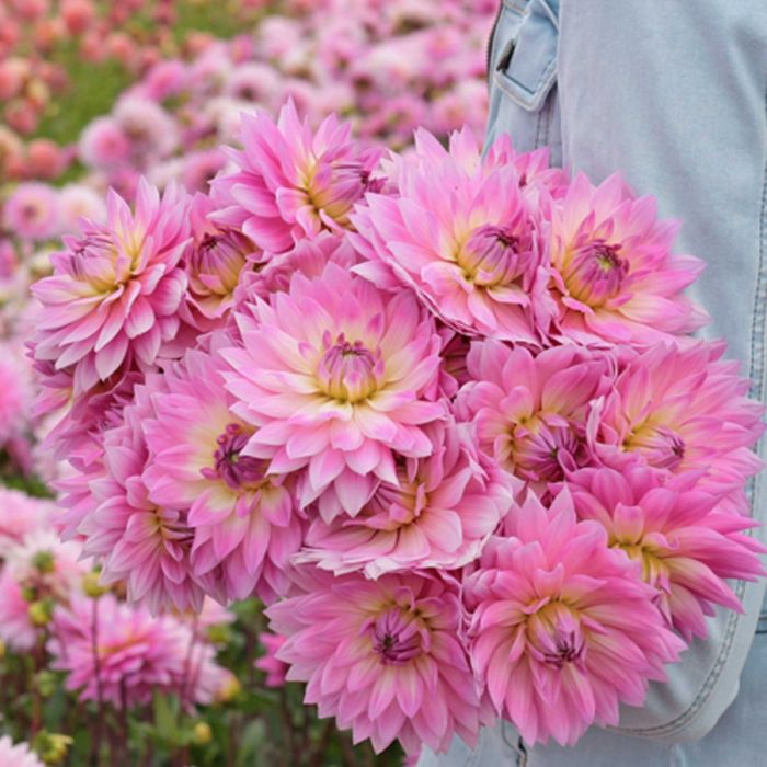 FAM Flower Farm Miss Delilah Dahlia - Thumbnail 3