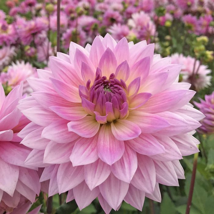 FAM Flower Farm Miss Delilah Dahlia - Thumbnail 2