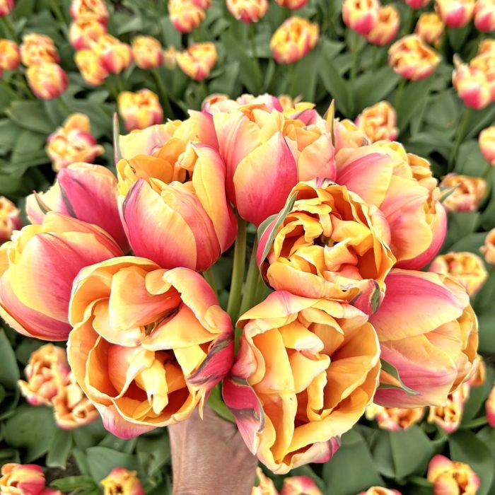 Double Marit has amazingly large flowers in beautiful pink-yellow