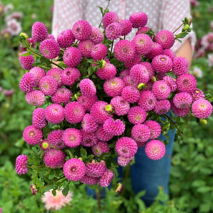 Dahlia Zippity Do Da - top quality dahlia tubers - FAM Flower Farm
