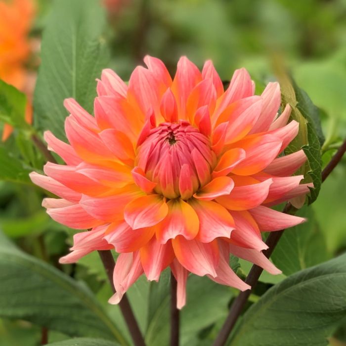 Dahlia Orange Turmoil, top quality dahlia tubers directly from our
