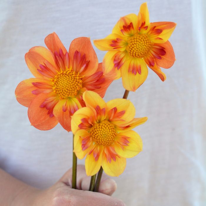 Dahlia Kelsey Annie Joy - top quality dahlia tubers - FAM Flower Farm
