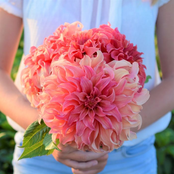 Dahlia Wyn's Moonlight Sonata - top quality dahlia tubers